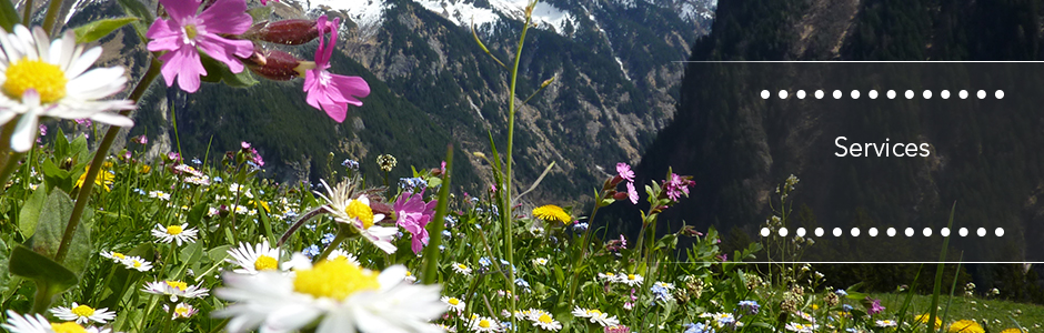 Services - eine blühende Almlandschaft, im Hintergrund die Alpen