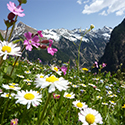 Eine blühende Alm in Südtirol, im HIntergrund die imposanten Berge der Alpen
