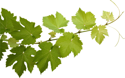 Weinrebe