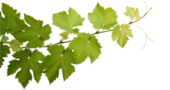 Weinrebe
