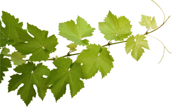 Weinrebe